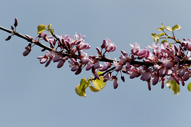 Jardin des Impressionnistes-045